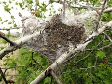 Euproctis-chrysorrhoea-гнездо-после-зимовки